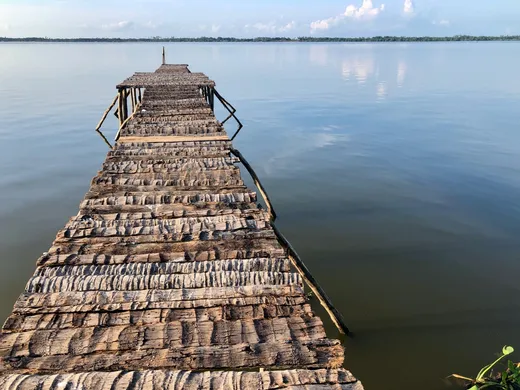 Molle de la laguna coyuca