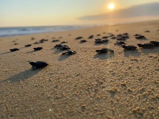 liberacion de las tortugas