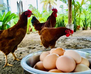 Gallinas libre con huevos