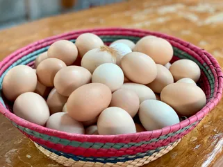 Gallina con huevos